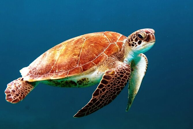 Mangrove Cay And Iguana Island Venture In Turks And Caicos Island - Key Highlights You’ll Care About