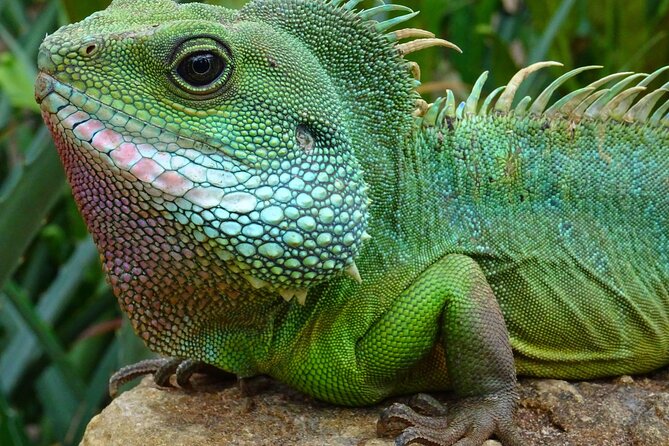 Mangrove Cay And Iguana Island Venture In Turks And Caicos Island - Where This Tour Fits in Turks and Caicos