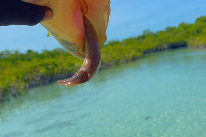 Mangrove Cay And Iguana Island Venture In Turks And Caicos Island - Getting In and Out: Grace Bay Start, Emerald Beach Finish