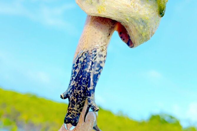 Mangrove Cay And Iguana Island Venture In Turks And Caicos Island - Clear Kayaks, Tow Support, and What That Means for You