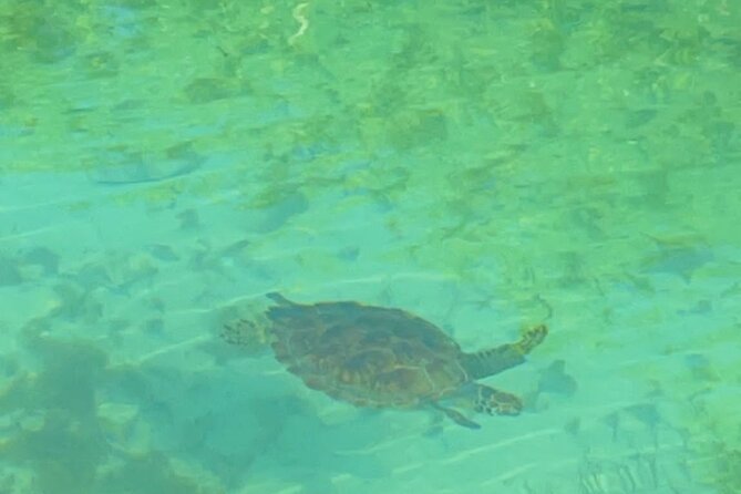 Mangrove Cay And Iguana Island Venture In Turks And Caicos Island - Wildlife You Can Aim For (and How Guides Help)