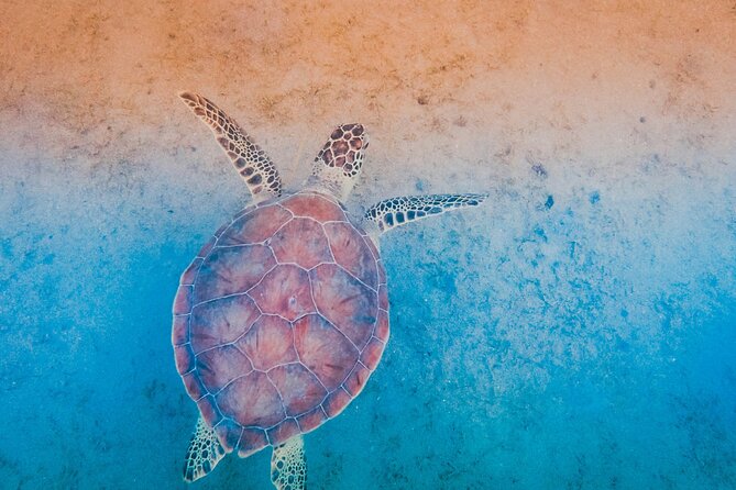 Mangrove Cay And Iguana Island Venture In Turks And Caicos Island - Price and Value: Is $145 Worth It?