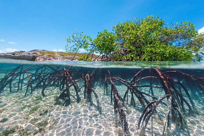 Mangrove Cay Tour - The best wildlife targets: turtles, sharks, jellyfish, conch