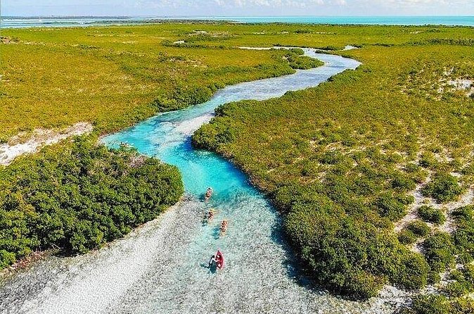 Mangrove Cay Tour - Birdwatching: the easy side quest that makes the tour feel complete