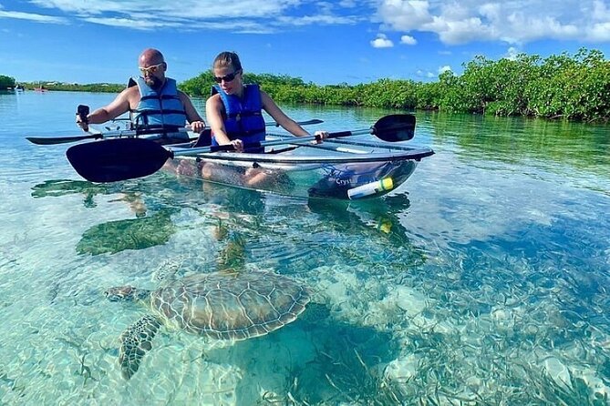 Mangrove Cay Tour - Stop 1: Mangrove Cay and the channels full of juvenile sea life