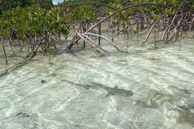 Mangrove Clear Kayak Tour - How the Clear Kayak Tour Works in Providenciales