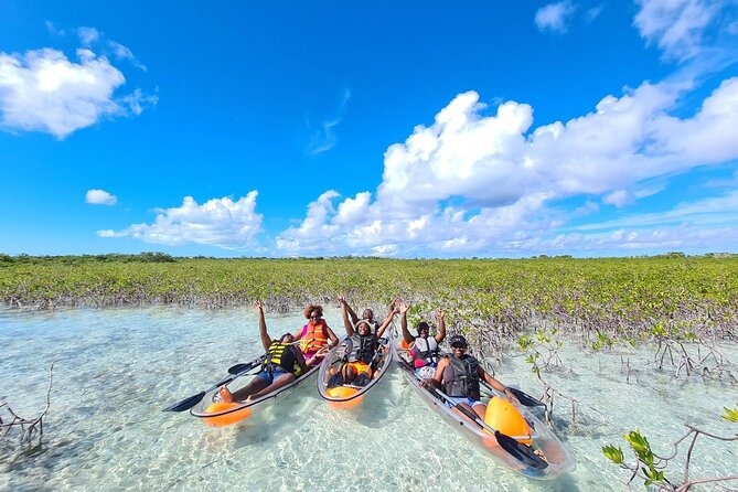 Mangrove Clear Kayak Tour - What You’ll See: Sea Turtles Are the Star, Not the Bonus