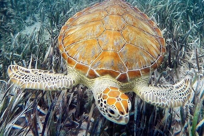 Mangrove Clear Kayak Tour - Guides, Safety, and Why the Small Group Matters
