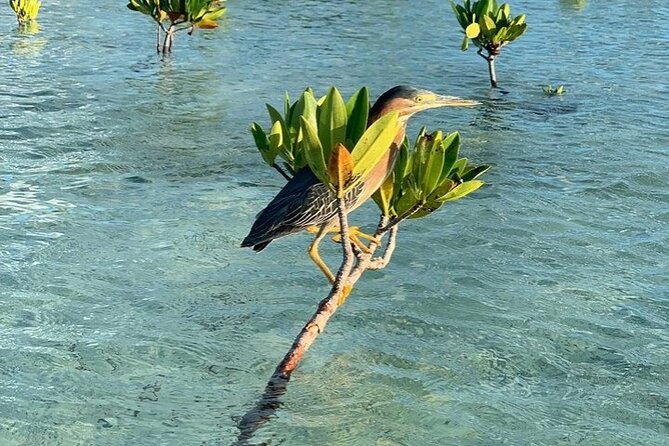 Mangrove Clear Kayak Tour - Logistics That Matter: Heat, Mosquitoes, and Water Conditions