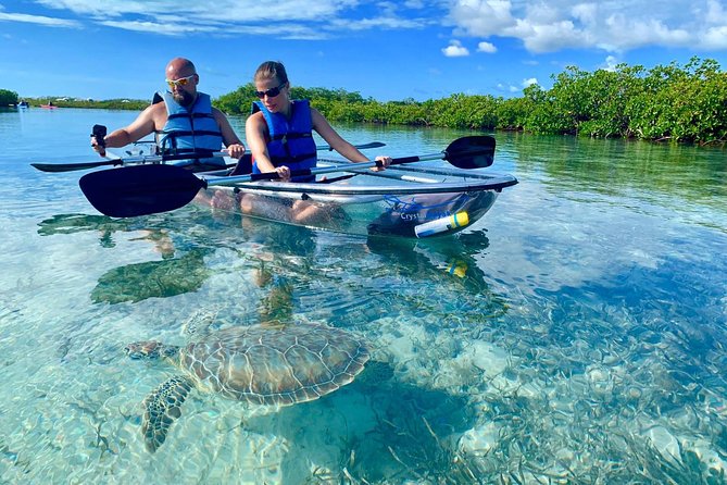 Mangrove & Iguana Clear Kayak Tour - Key things that make this tour worth your time
