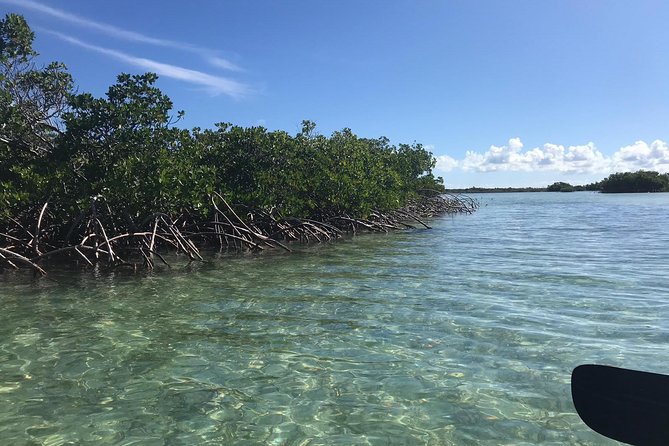 Mangrove & Iguana Clear Kayak Tour - What You’ll See: Turtles, Stingrays, Small Sharks, and Birds