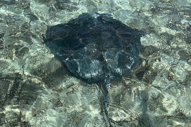 Mangrove & Iguana Clear Kayak Tour - Iguana Island Stop: Rock Iguanias, History Talk, and Bird Life
