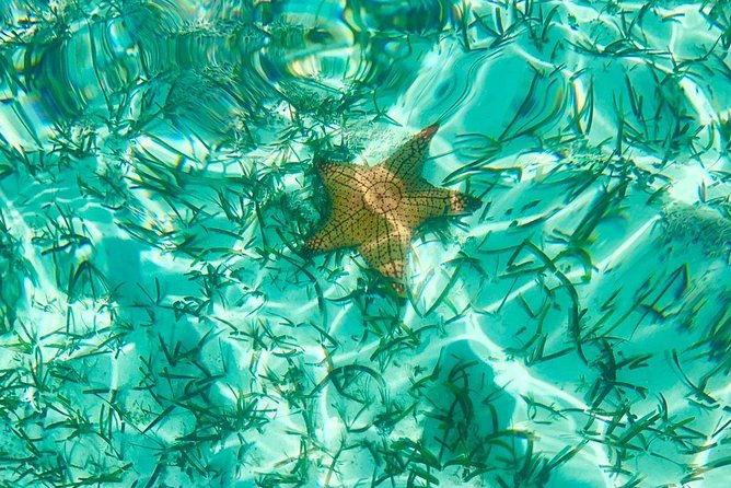 Mangrove & Iguana Clear Kayak Tour - Price and Value: Getting More Than a Photo Op for $155
