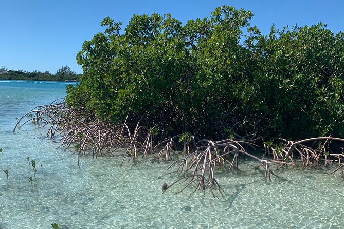 Mangroves Kayak Tour - Private tour energy: going at your pace without losing the wildlife window