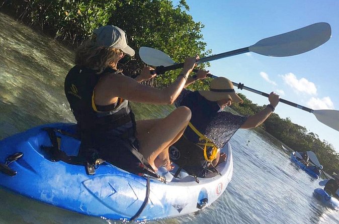 Mangroves Kayak Tour - Logistics you can control: meeting point, start time checks, and communications