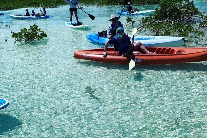 Mangroves Kayak Tour - What you’ll actually see: turtles, lemon sharks, iguanas, and birds