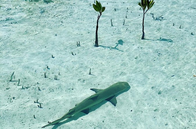 Mangroves Stand-Up Paddleboard Tour - Mangroves + Stand-Up Paddleboards: A Rarely Loud, Very Scenic Combo