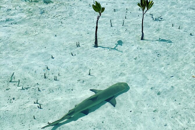 Mangroves Stand-Up Paddleboard Tour - Meeting at Turks Aqua Adventures and Getting to the Mangroves Fast