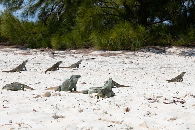Morning Half Day Cruise from Providenciales with Snorkeling and Iguana Island - The 9:00am start: Grace Bay views that feel like warm-up
