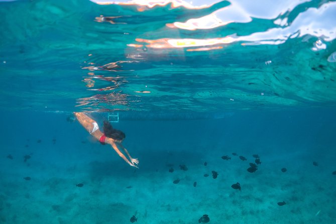 Morning Half Day Cruise from Providenciales with Snorkeling and Iguana Island - Half Moon Bay: snorkeling over live coral and a true picnic beach