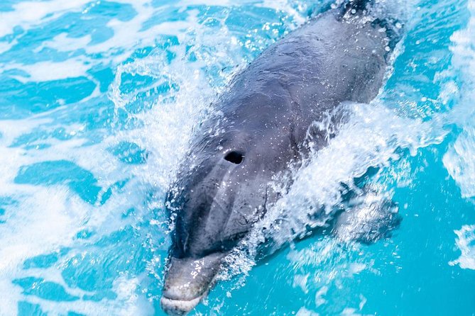 Private Boat Tours to outer islands, snacks drinks- snorkel- cruise! - Dolphin encounters: what’s realistic to plan for