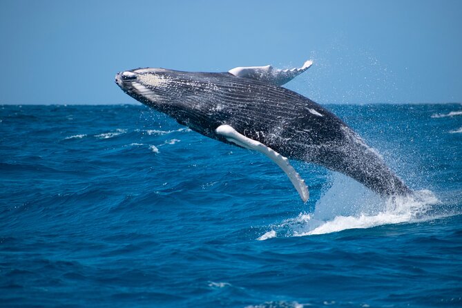 Private Whale Watching Charter (Grand Turk) - Key Points at a Glance
