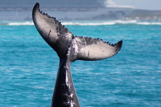 Private Whale Watching Charter (Grand Turk) - Grand Turk Whale Watching on a Private Catamaran (What It Really Feels Like)
