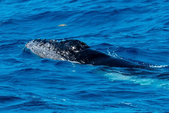 Private Whale Watching Charter (Grand Turk) - The Whale Hunt: How the 3.5 Hours Unfolds