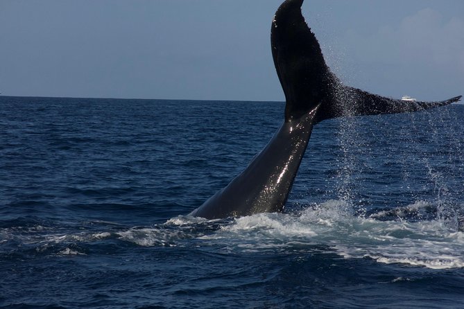 Private Whale Watching Charter (Grand Turk) - Swimming With Whales: When It’s Possible and When It’s Not