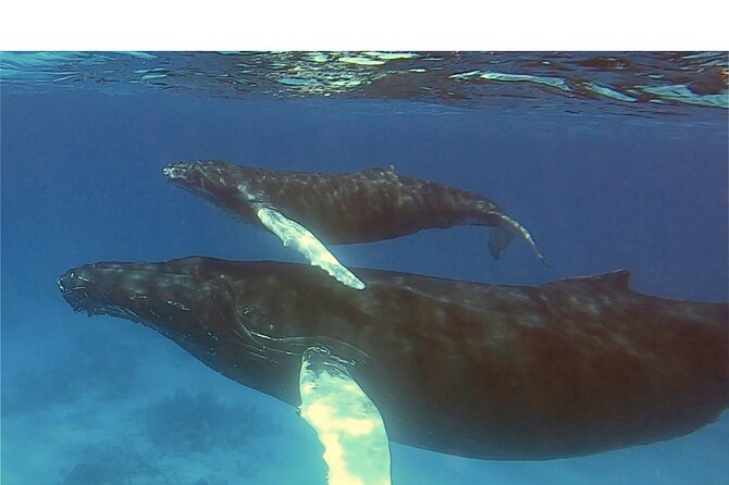 Private Whale Watching Charter (Grand Turk) - Snorkeling Gear, Snacks, and Marine Biologist Learning That Sticks