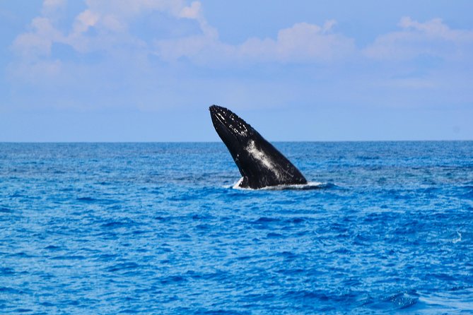 Private Whale Watching Charter (Grand Turk) - Price and Value: Is $1,000 Per Person Fair?