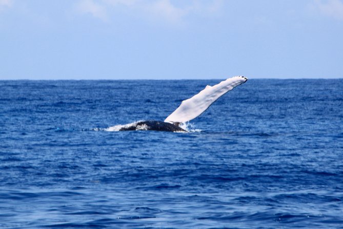 Private Whale Watching Charter (Grand Turk) - Who Should Book This (And Who Might Want Another Option)
