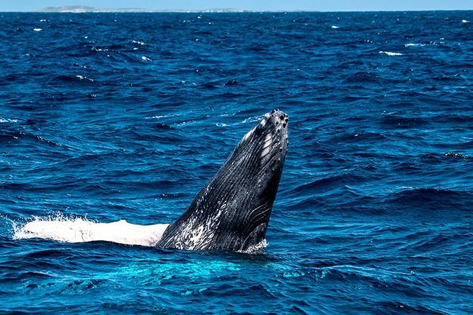 Private Whale Watching Charter (Grand Turk) - Should You Book This Private Whale Charter?