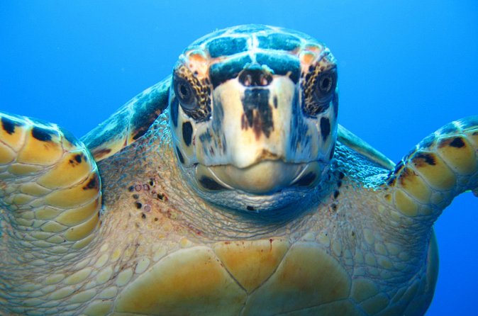 Snorkel Eco Tour - Snacks, water, and the not-trivial comfort factor onboard