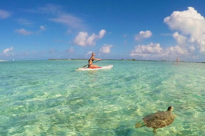 Turtle Eco Tour on Stand-Up Paddleboards or Kayaks into the National Marine Park - Key points to know before you paddle