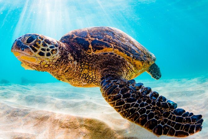 Turtle Eco Tour on Stand-Up Paddleboards or Kayaks into the National Marine Park - Your main attraction: mangrove trails in knee-deep water