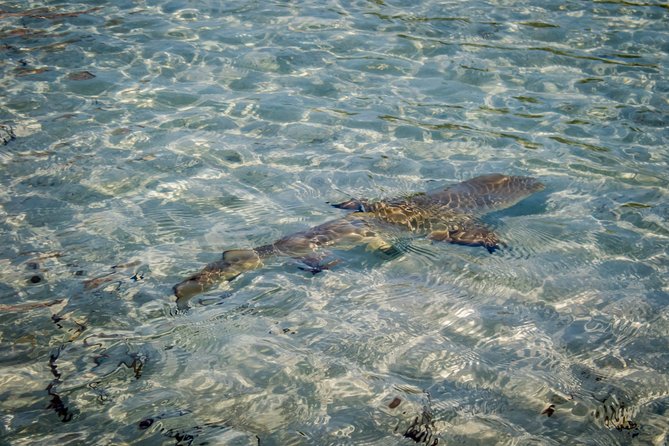 Turtle Eco Tour on Stand-Up Paddleboards or Kayaks into the National Marine Park - Wildlife spotting that’s more than a checklist