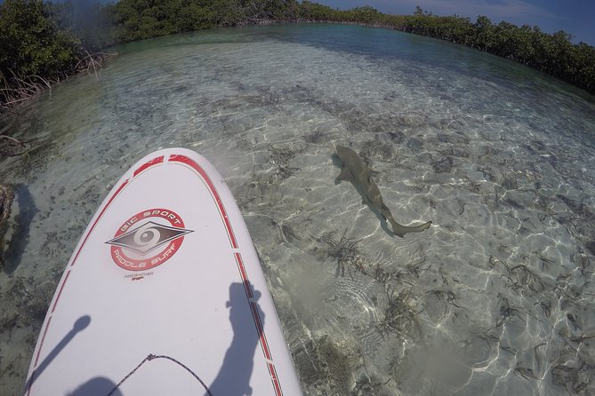 Turtle Eco Tour on Stand-Up Paddleboards or Kayaks into the National Marine Park - Paddling through the National Marine Park mangroves: what you’ll notice
