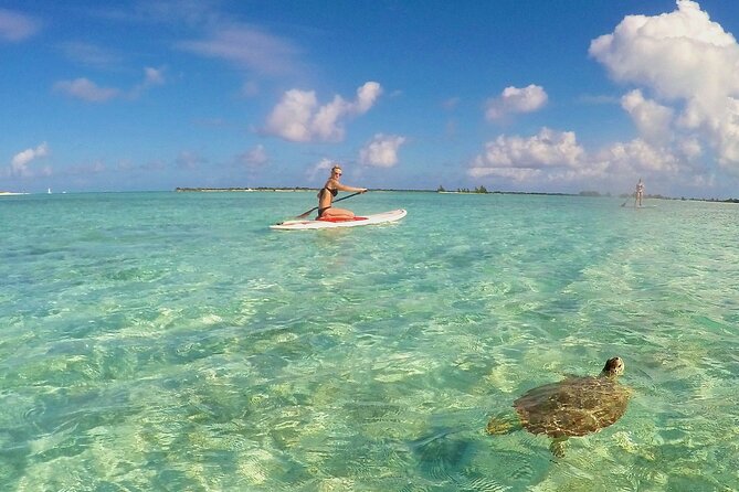 Turtle Eco Tour on Stand-Up Paddleboards or Kayaks into the National Marine Park - Timing and tides: why your departure time matters