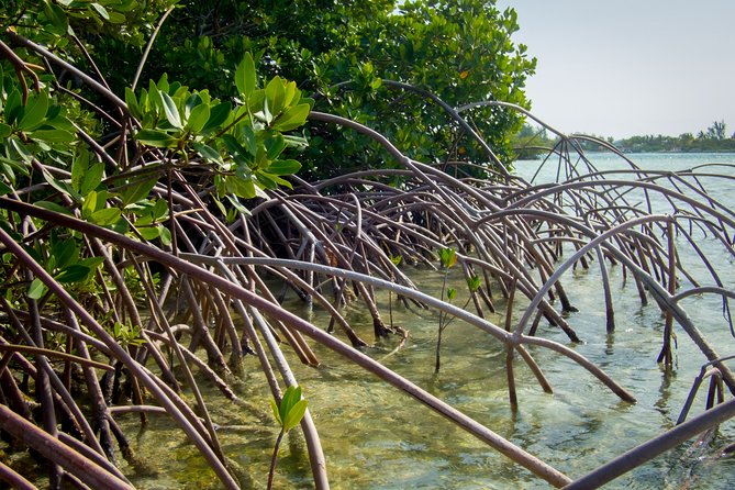 Turtle Eco Tour on Stand-Up Paddleboards or Kayaks into the National Marine Park - Safety and comfort: the real-world considerations
